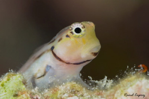 Can I help you ? by Raoul Caprez 